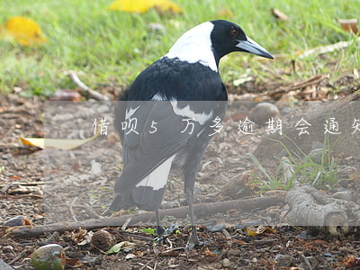 借呗5万多逾期会通知吗(借呗逾期五天)