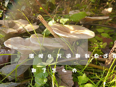 借呗8万逾期利息还在长吗(借呗欠了8万逾期了怎么办)