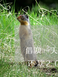 借呗一天还款20万一年要多少-借呗一天还款20万一年要多少利息