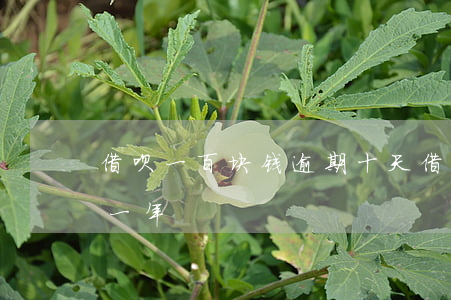 借呗一百块钱逾期十天(借呗一百块钱逾期了一年)