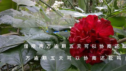 借呗两万逾期五天可以协商还款吗-借呗两万逾期五天可以协商还款吗多少钱