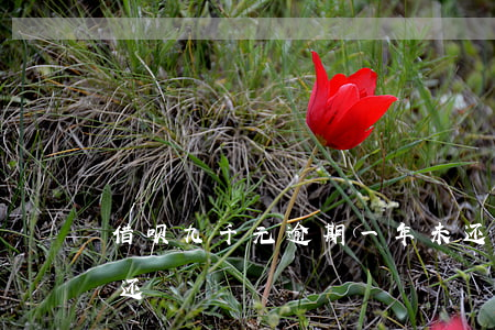 借呗九千元逾期一年未还款(借呗逾期多年未还)