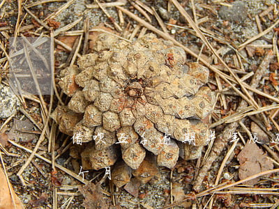 借呗五千逾期半年没还(借呗5000逾期四个月)