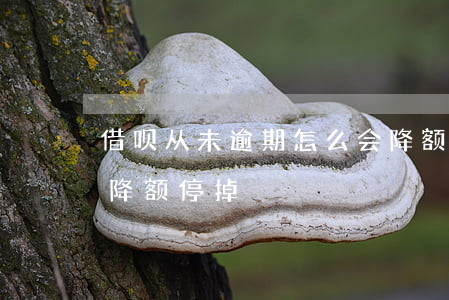 借呗从未逾期怎么会降额(借呗逾期多少天会降额停掉)