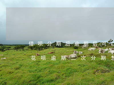 借呗分期后逾期后可以协商二次分期还款吗（花呗逾期二次分期怎么协商）