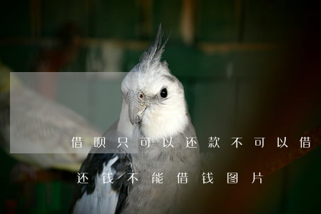 借呗只可以还款不可以借的图片-借呗只能还钱不能借钱图片