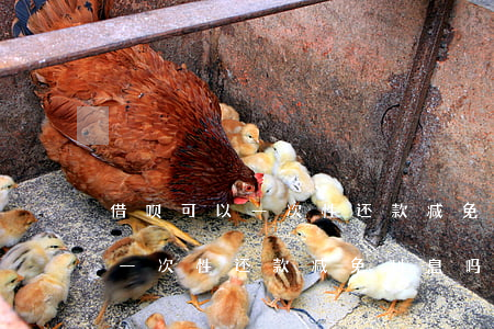 借呗可以一次性还款减免利息吗-借呗可以一次性还款减免利息吗