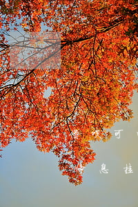 借呗可以申请停息挂账么(借呗花呗可以申请停息挂账吗)
