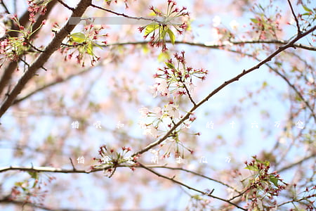 借呗和花呗总的十六万逾期一年(支付宝花呗借呗逾期十几万)