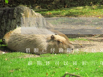 借呗已经逾期还可以延迟三年吗-借呗已经逾期还可以延迟三年吗怎么办