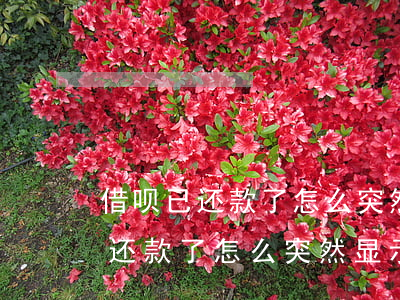 借呗已还款了怎么突然显示逾期了-借呗已还款了怎么突然显示逾期了呢