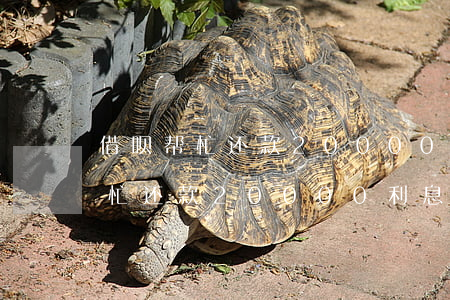 借呗帮忙还款20000利息多少-借呗帮忙还款20000利息多少钱