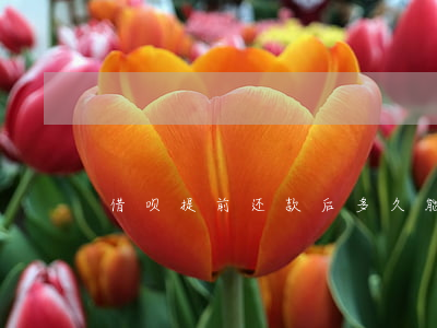 借呗提前还款后多久能恢复额度-
