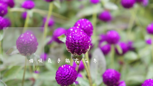 借呗最多能欠几年