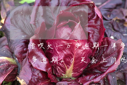 借呗欠一万多逾期一年多会上门吗(借呗1万多逾期20天会上门吗)