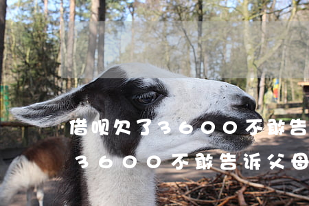 借呗欠了3600不敢告诉父母-借呗欠了3600不敢告诉父母怎么办