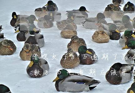 借呗欠了8万逾期了怎么办，急需解决！借呗欠款8万元逾期，应该采取什么措施？