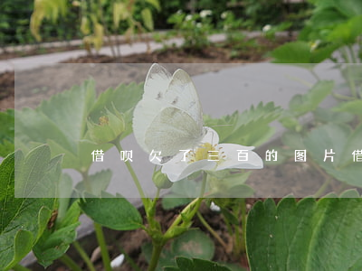 借呗欠了三百的图片(借呗欠10000图片)