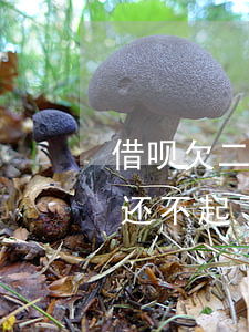 借呗欠二十万还不起会怎么样(借呗借了十万还不起了)