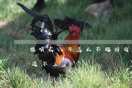 借呗欠八万怎么不起诉我(借呗欠了8万实在还不上)