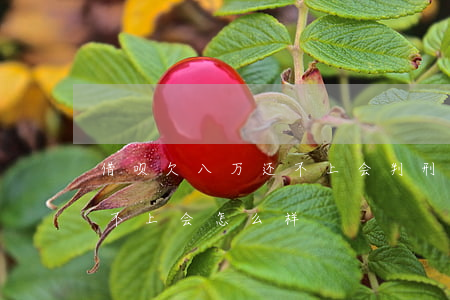 借呗欠八万还不上会判刑吗(借呗欠款八万还不上会怎么样)
