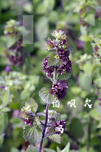 借呗欠四千不还(借呗逾期四千多还不了严重吗)