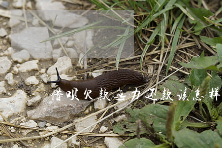 借呗欠款无力还款该怎样协商