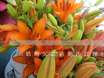 借呗欠款逾期还款图片(借呗逾期图片高清)