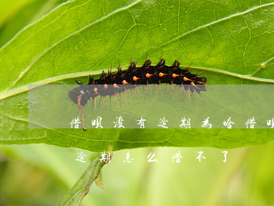 借呗没有逾期为啥借呗借不出钱-借呗没有逾期怎么借不了?