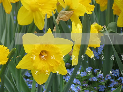 借呗的还款方式没有了先息后本-借呗还款方式怎么没有先息后本了