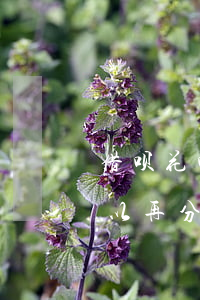 借呗花呗分期还算逾期吗(支付宝借呗逾期可以再分期不?)