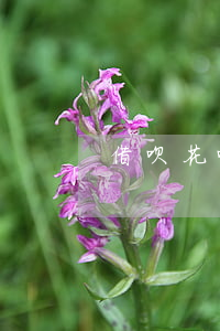 借呗花呗延期一年还款是真的吗-