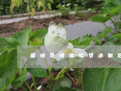 借呗花呗微粒贷逾期后什么结果-