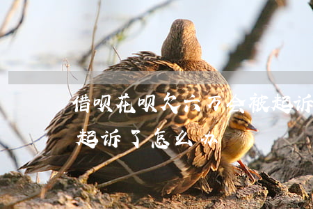 借呗花呗欠六万会被起诉吗(借呗欠款七万被起诉了怎么办)