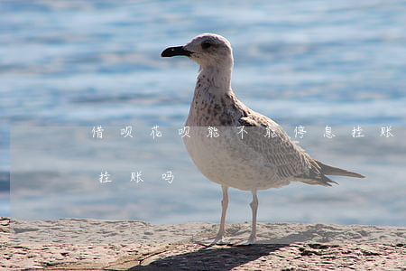 借呗花呗能不能停息挂账(花呗借呗可以停息挂账吗)