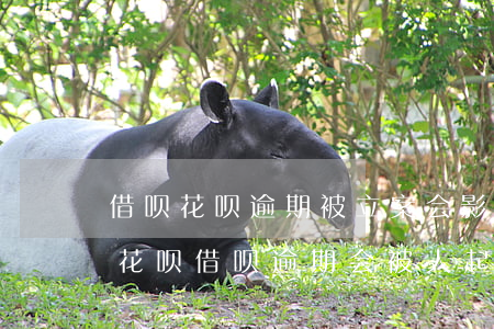 借呗花呗逾期被立案会影响家里吗-支付宝花呗借呗逾期会被人起诉吗?