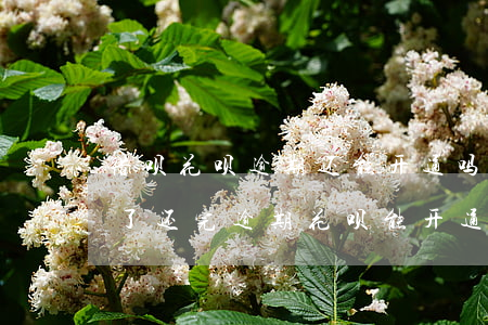 借呗花呗逾期还能开通吗(借呗逾期花呗也停了,还完逾期花呗能开通吗)