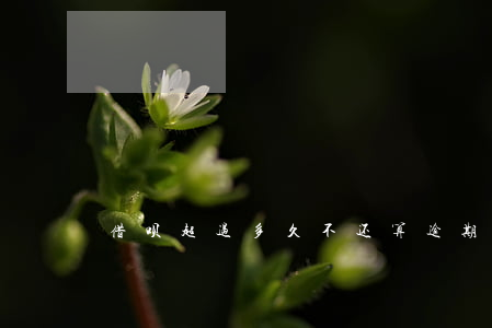 借呗超过多久不还算逾期(借呗最长逾期几天)