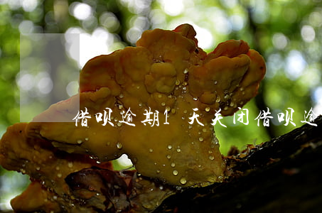 借呗 逾期1天关闭(借呗 逾期1天关闭)