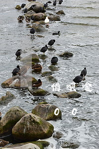 借呗逾期2000会怎样(借呗逾期三年8000)