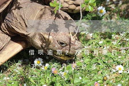 借呗逾期2万每月要罚息多少(支付宝借呗2万3个月罚息多少)