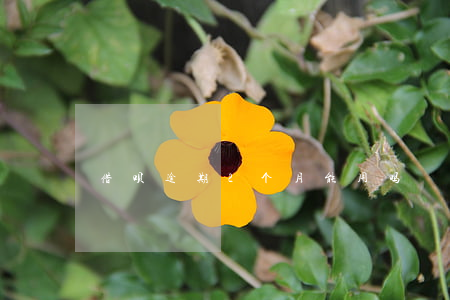 借呗逾期2个月能用吗