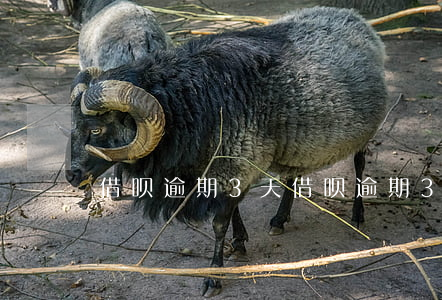 借呗逾期3天(借呗逾期3天就打电话催收)