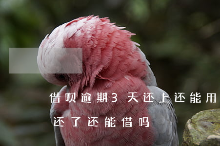 借呗逾期3天还上还能用嘛(借呗逾期了3天还了还能借吗)