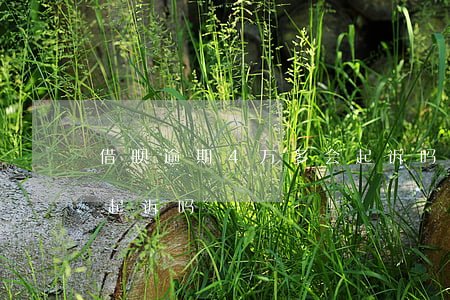 借呗逾期4万多会起诉吗(借呗逾期8万会被起诉吗)
