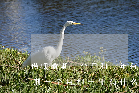借呗逾期一个月和一年有什么区别-借呗逾期一个月和一年有什么区别吗