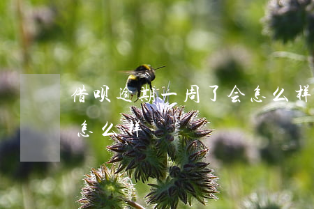 借呗逾期一周了会怎么样(借呗逾期一周了会怎么样)