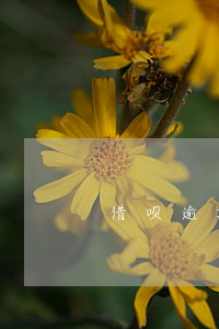 借呗逾期一天能不能申诉(借呗可以逾期一天)