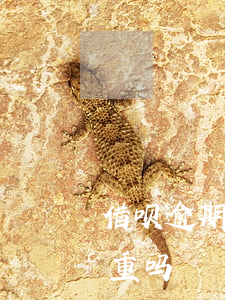 借呗逾期七天花呗还能用吗(借呗逾期七天严重吗)