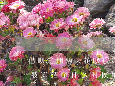 借呗逾期两天花呗被冻结(花呗因为借呗逾期被冻结了什么时候能解开)